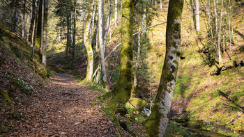 Wanderung auf dem Wiesensteig entlang der Wilden Rench