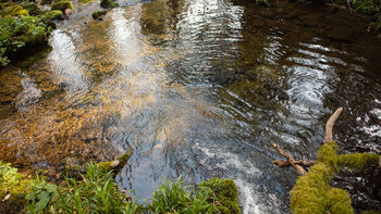 Becken im Bachlauf der Wilden Rench
