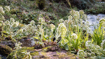 Pestwurz am Ufer der Wilden Rench