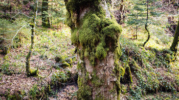 bemooste Bäume säumen die Wanderroute entlang der Wilden Rench