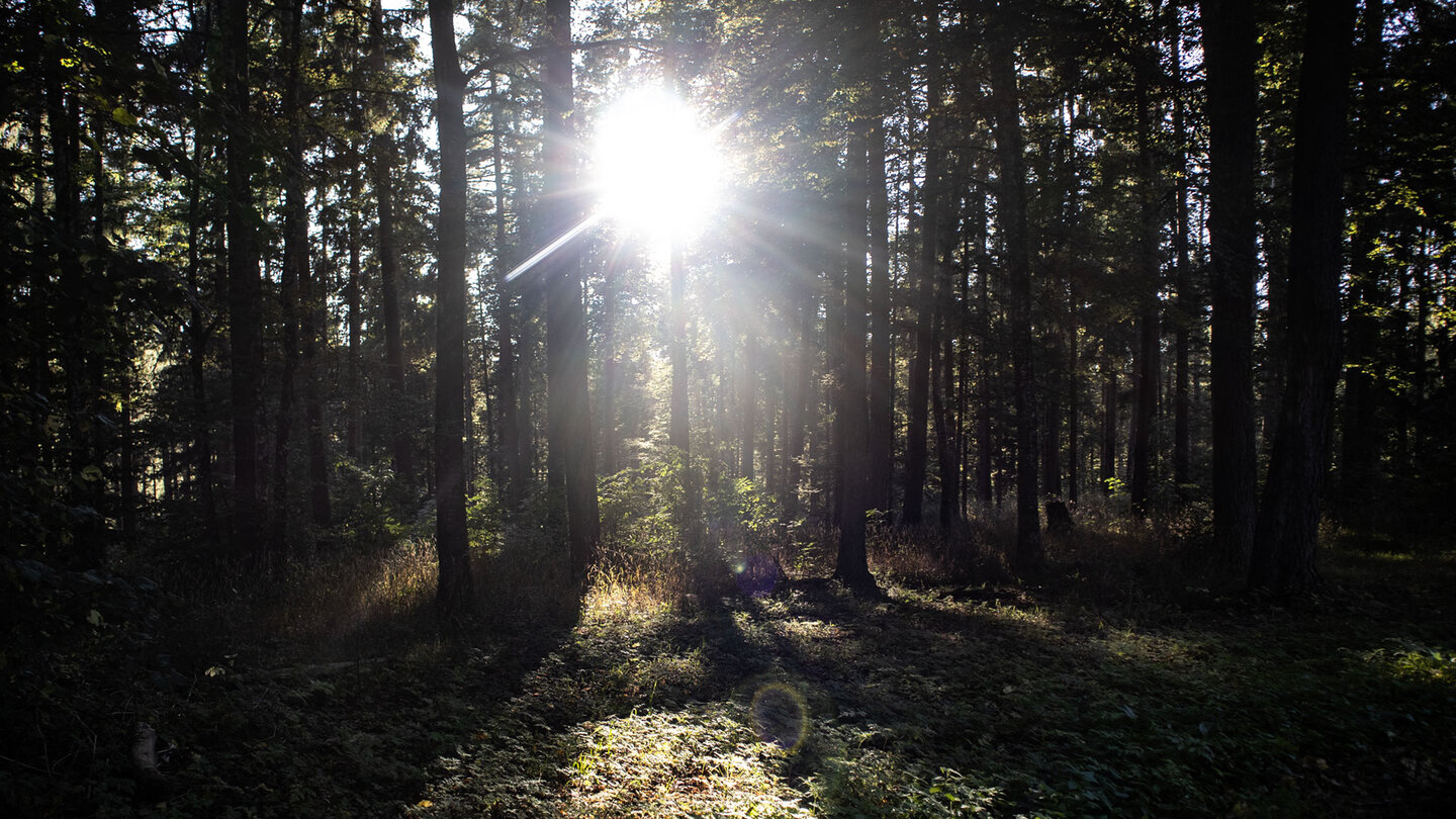 Wanderweg im sonnendurchfluteten Wald