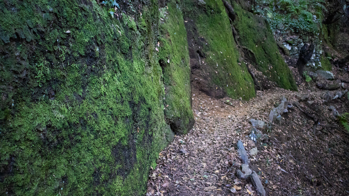 Wanderpfad entlang bemooster Felswände