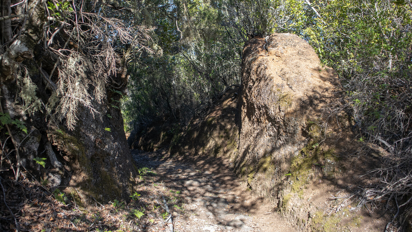 Abwanderung durch Baumheide nach Don Pedro