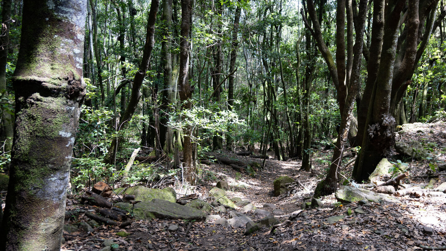 Ausblick in den Lorbeerwald entlang der Wanderung