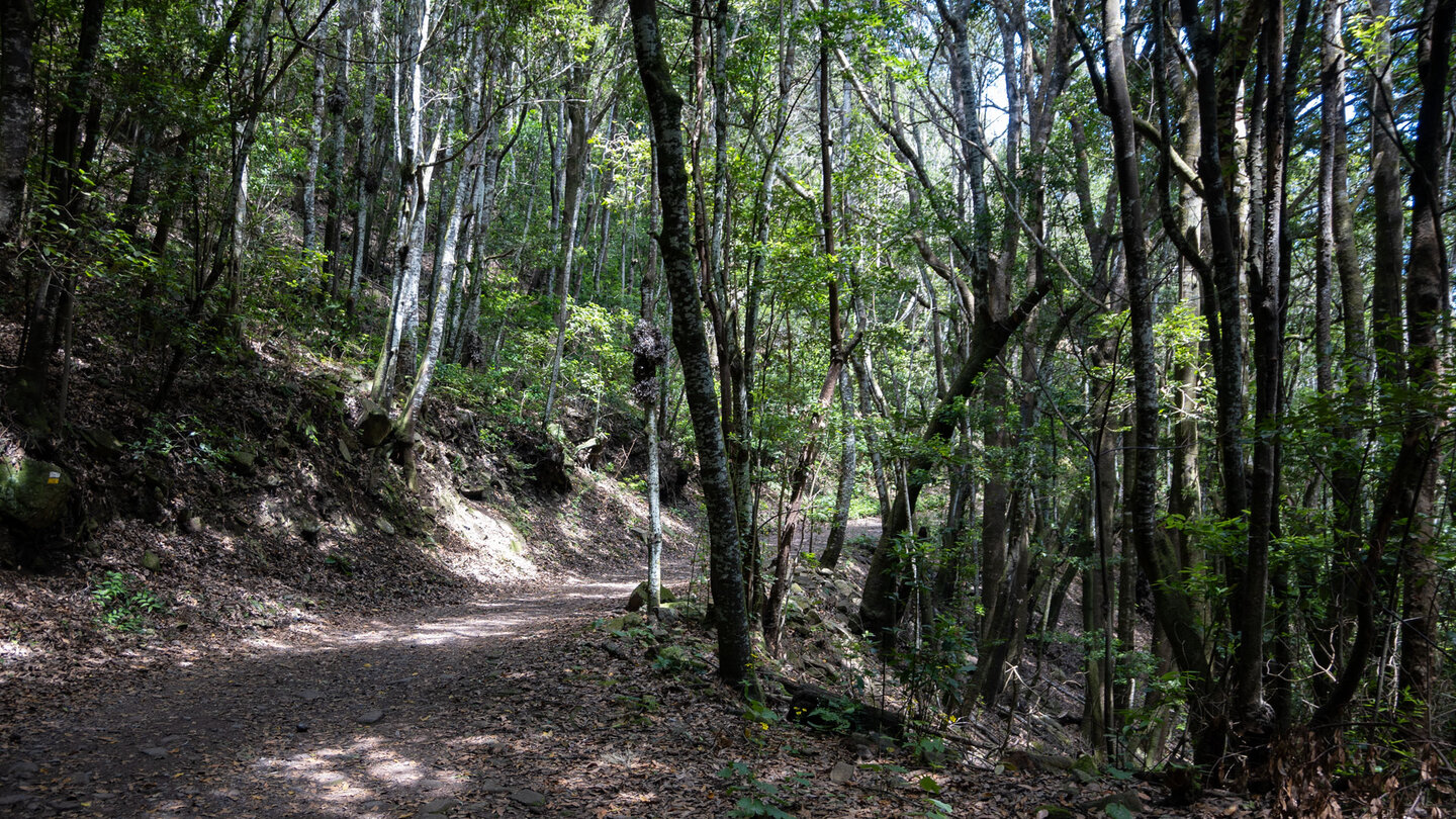 der Monteverde oberhalb von Las Lagunetas