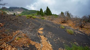 Wanderweg auf Vulkan-Aschefeldern durch Maronenbäume