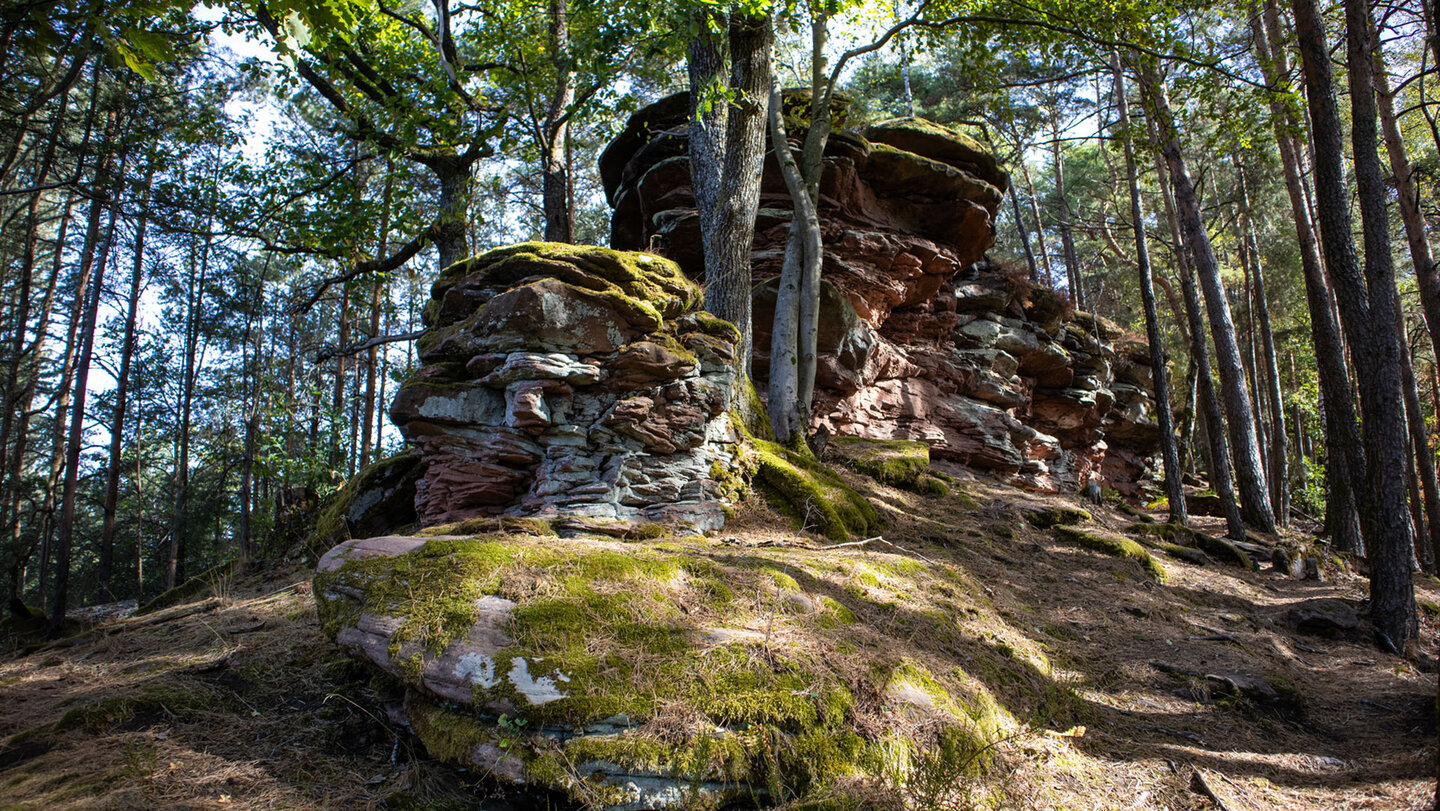 Buntsandsteinriff beim Häuselstein – geschichtete Felsformationen im Kiefernwald