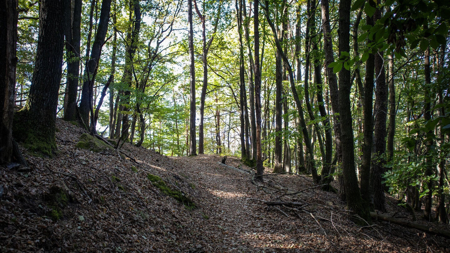 Kammweg durch den Mischwald auf dem Rimbach-Steig.