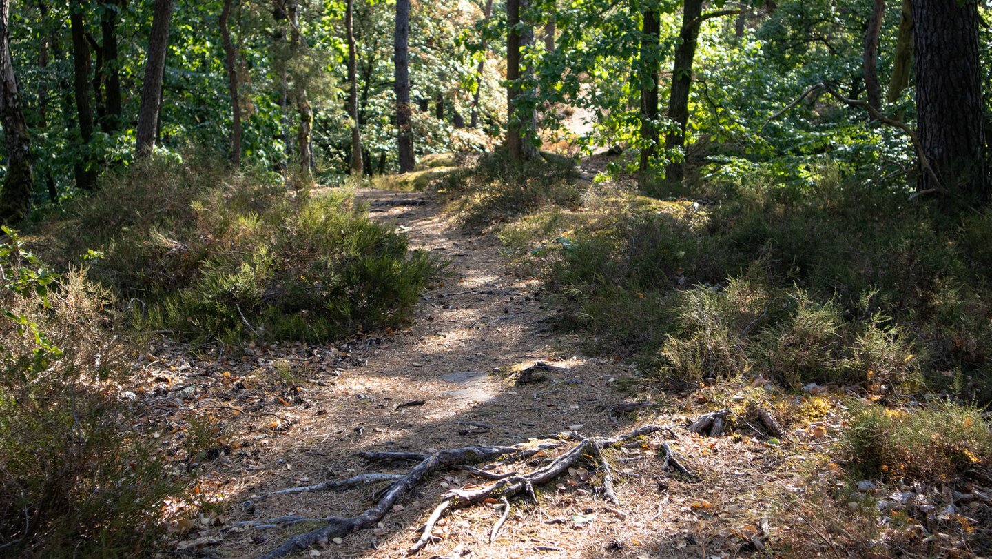 Wurzelpfad am Nesselberg.