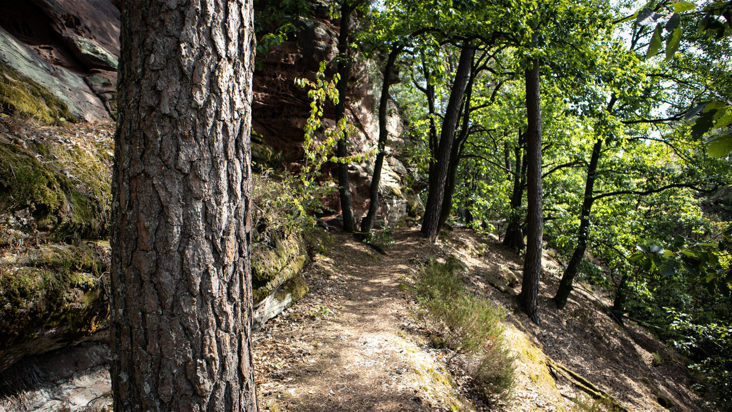 Der Rimbach-Steig schlängelt sich am Fuß der Nesselbergfelsen durch Kiefernwald.