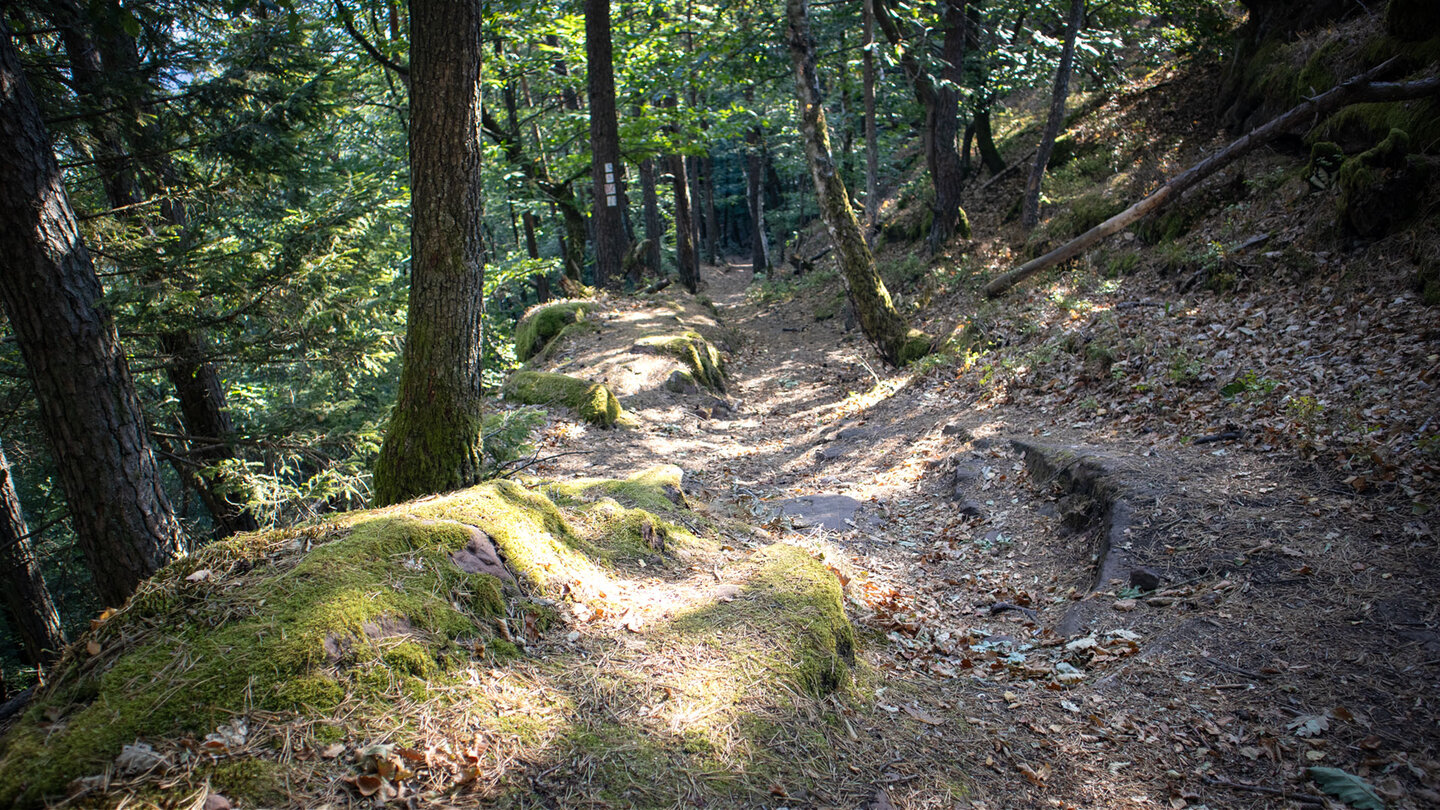 Waldpfad auf dem Höhenweg zwischen Kühhungerfelsen und Wasgauhütte