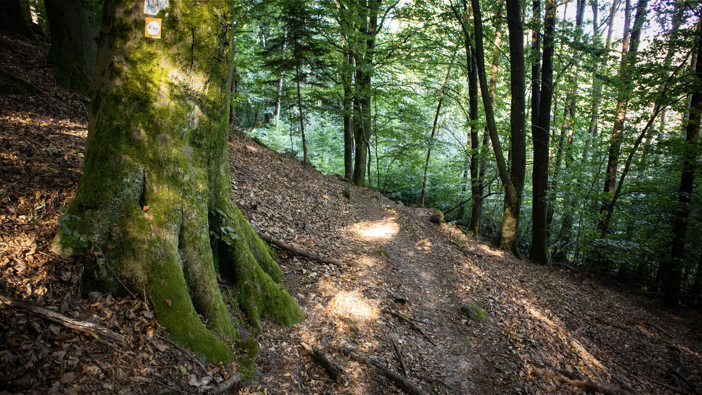 Durch schattigen Buchenwald führt der Rimbach-Steig am Haselstein entlang.