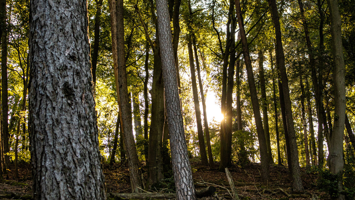 Sonnenstrahlen im Wald auf der Wanderung zum Kuhnertkopf