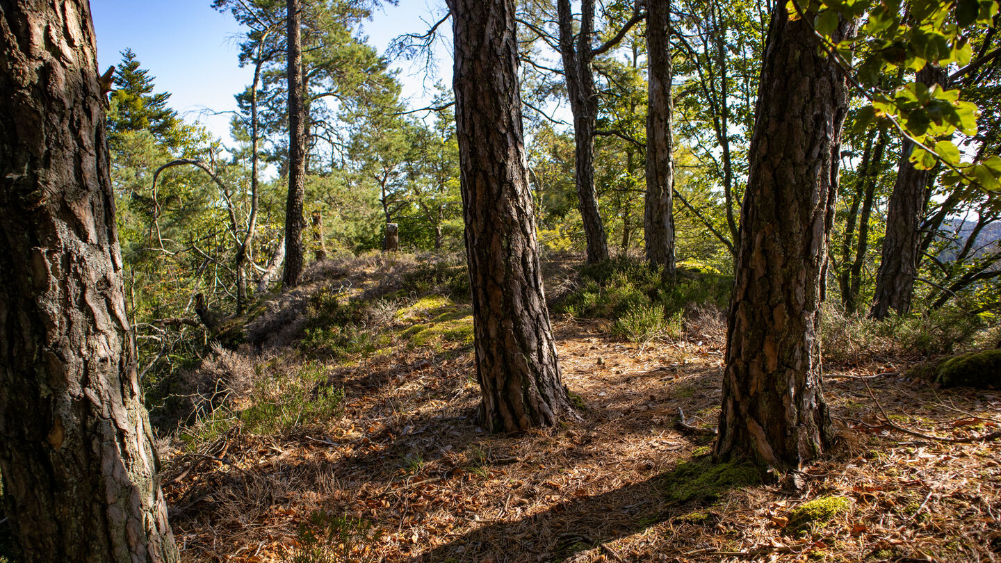 Kiefern auf dem Felsmassiv Schlüsselfels