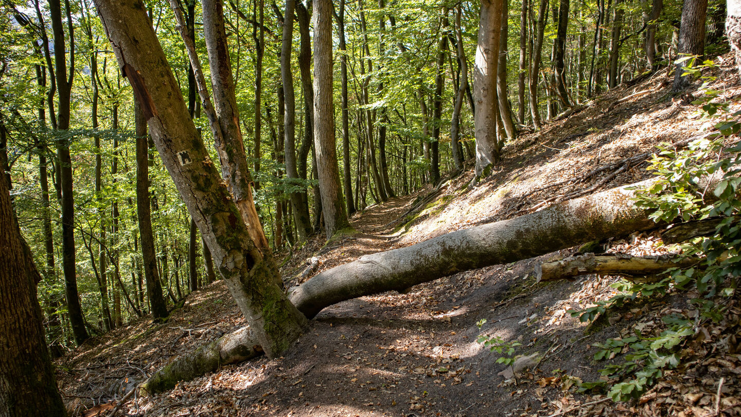 der Deutsch-Französische Burgenwanderweg führt nach Schönau