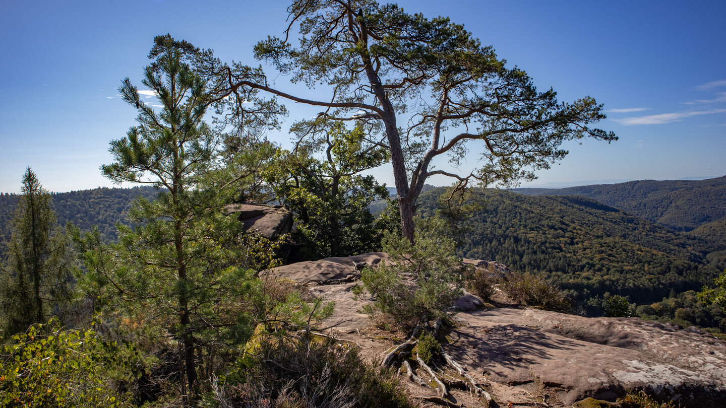 Ausblick über den Krappenfelsen