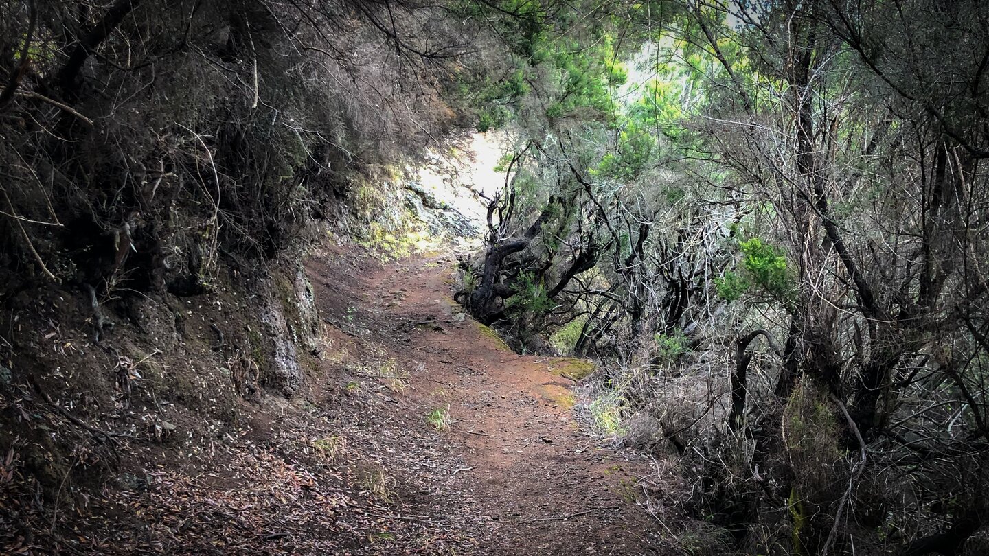 Hohlweg durch Baumheide nahe Don Pedro Hohlweg durch Baumheide nahe Don Pedro