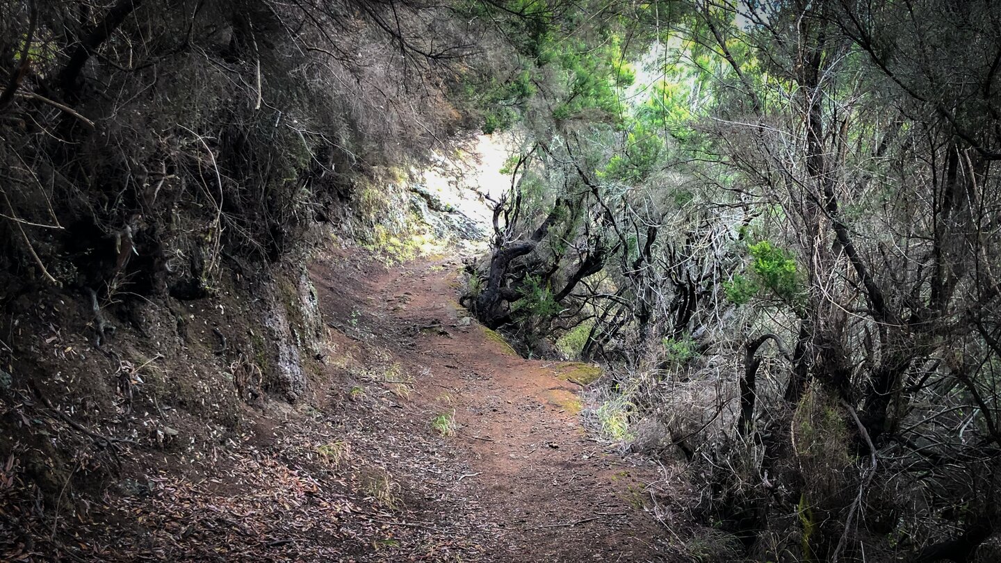 Hohlweg durch Baumheide nahe Don Pedro