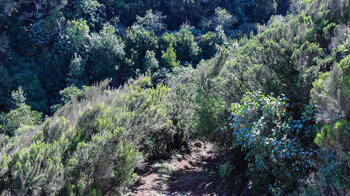 Wanderpfad durch üppige Vegetation bei Don Pedro