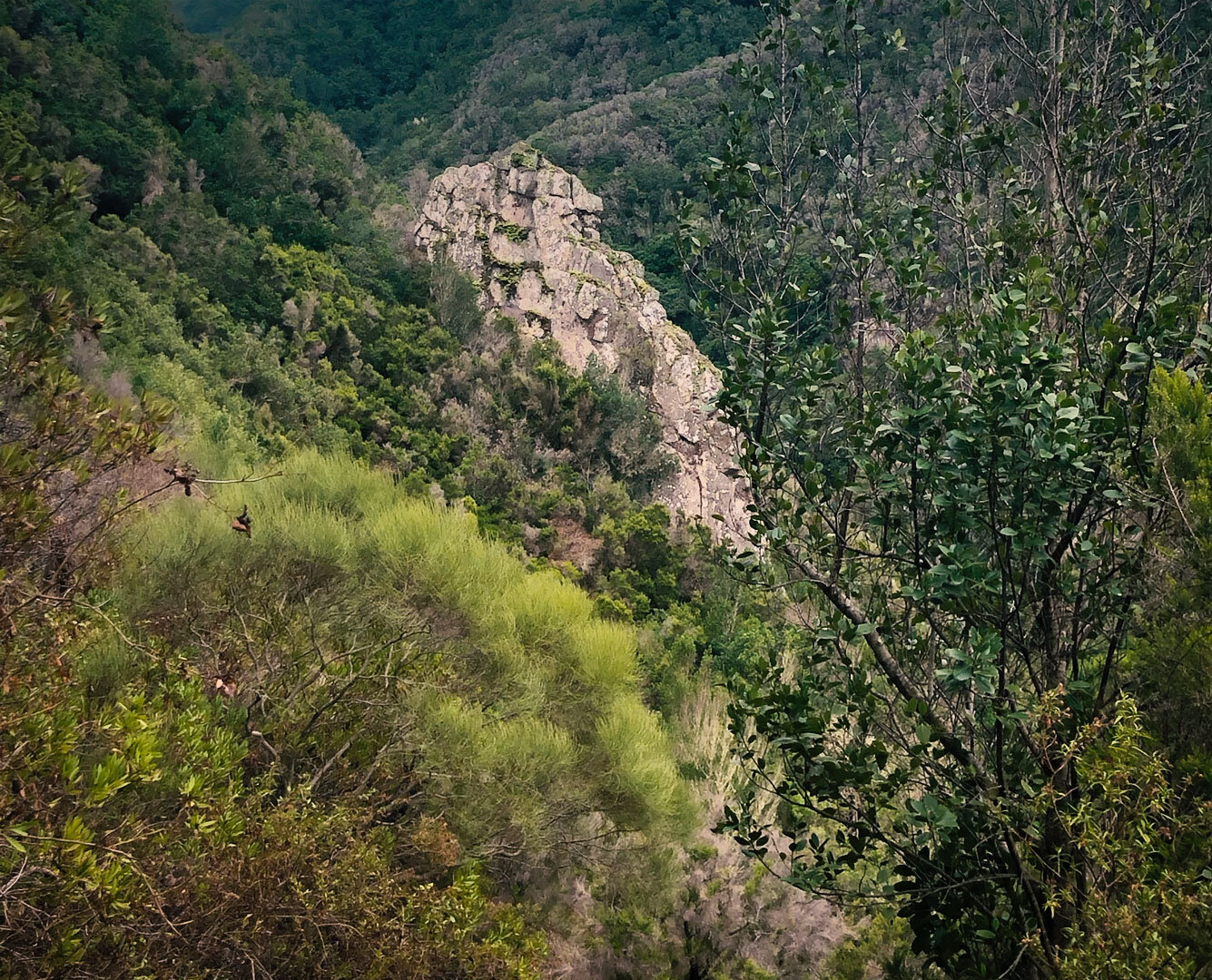 eine imposante Basaltwand ragt in der Schlucht auf imposante Basaltwand in der Schlucht