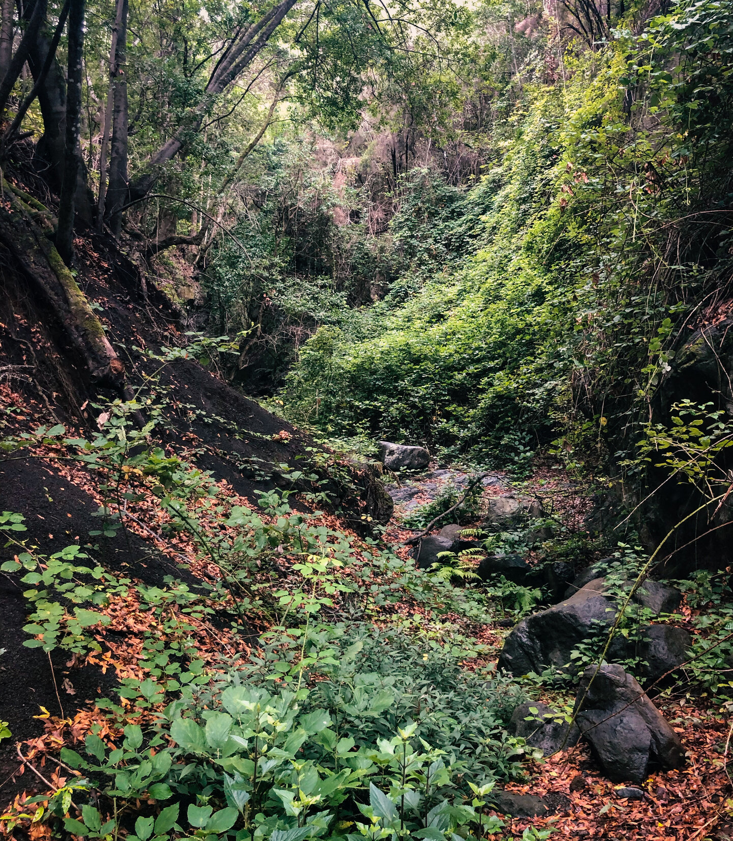 üppige Vegetation am Bachbett der Schlucht Barranco la Magdalena