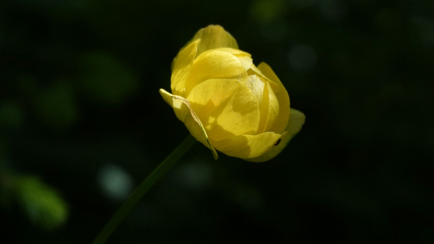 Trollblumen blühen am Weg Trollblumen blühen am Weg