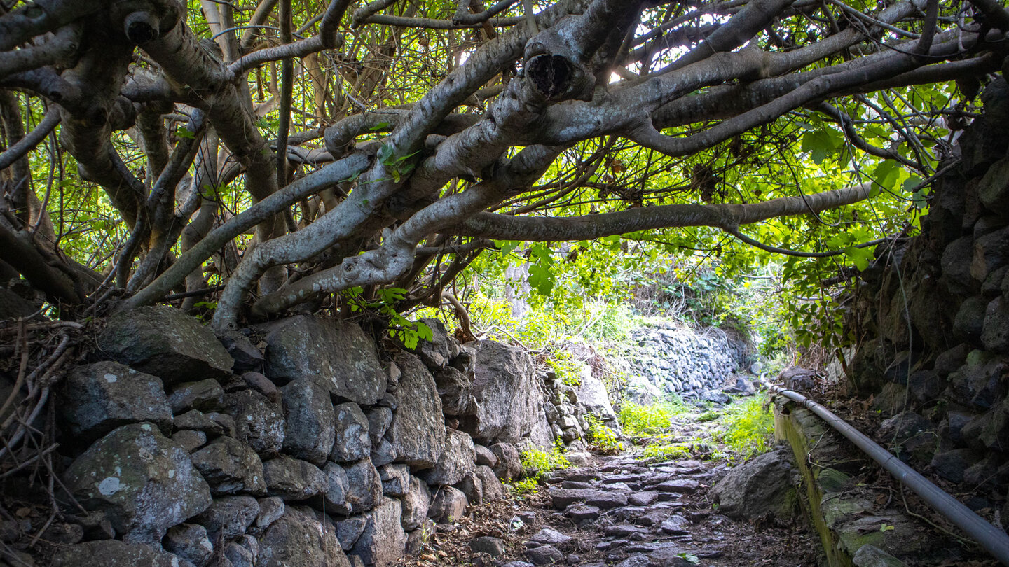 ein Feigenbaum überspannt den gepflasterten Wanderweg