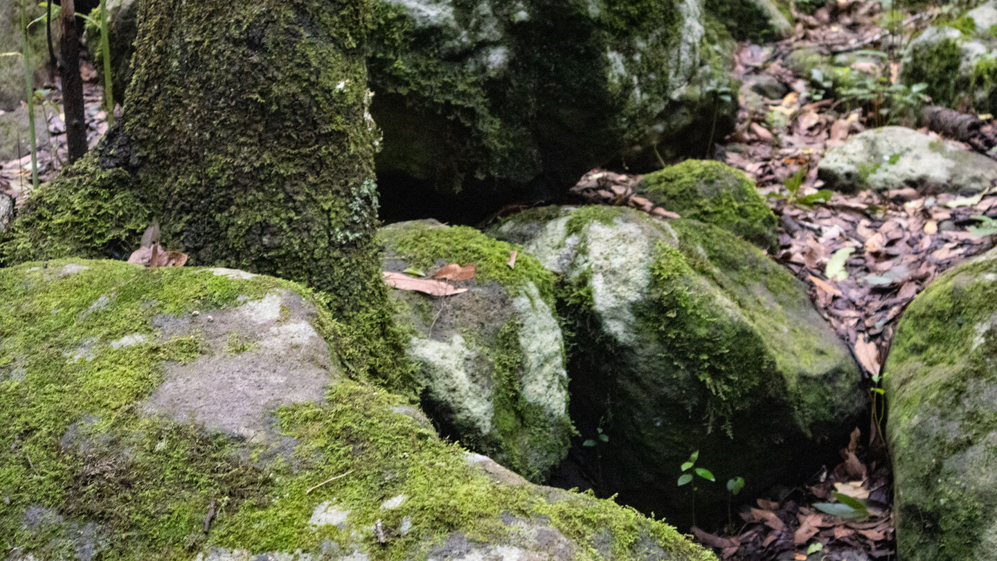Moos auf Bäumen und Felsen im Lorbeerwald