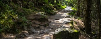 Wanderweg auf die Hornisgrinde