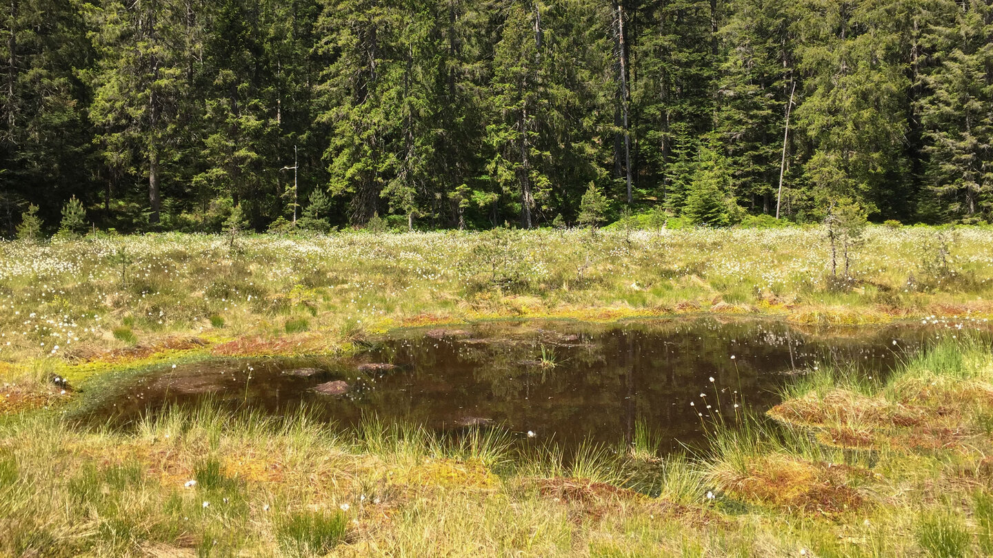 das Hochmoor am Blindsee