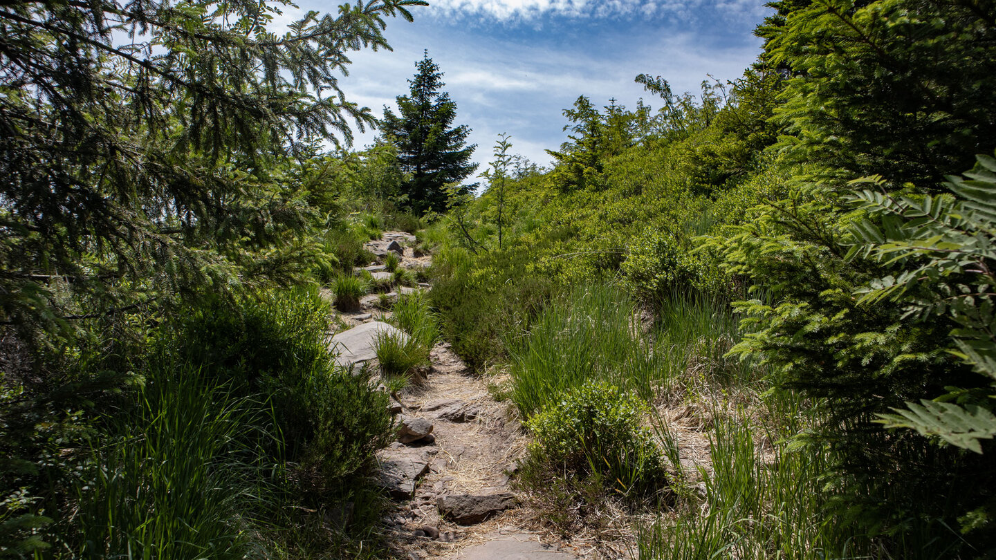 Teilstück des Seensteigs auf einem idyllisch gelegenen Wanderweg