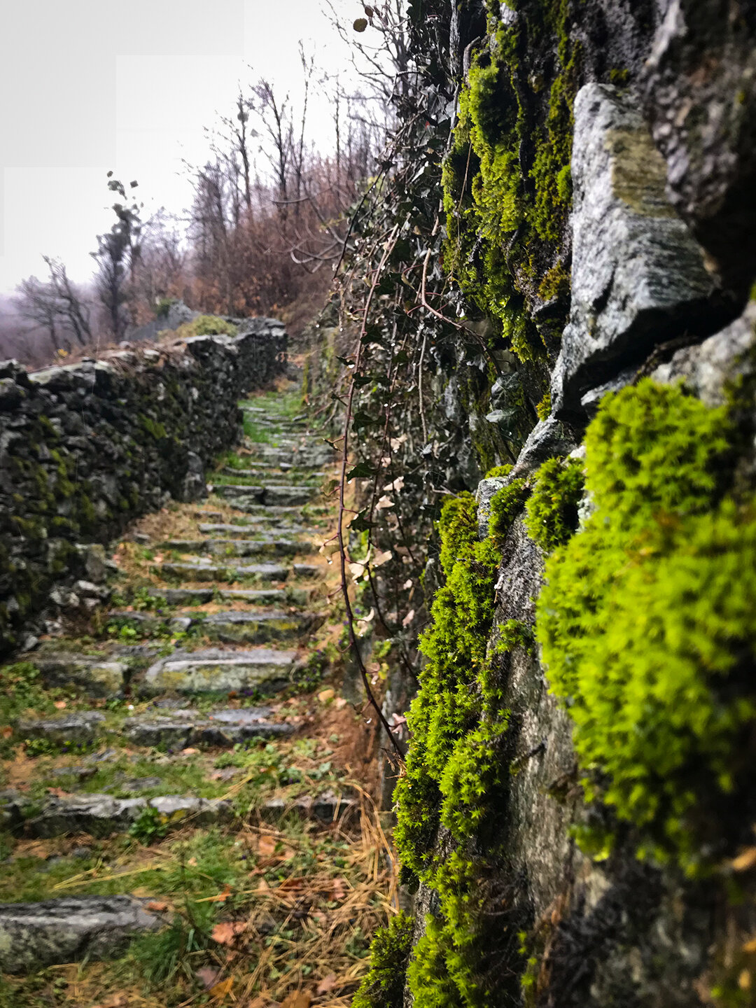 bemooste Felsen an alten Schichtmauern bei Maggia alte Schichtmauern bei Maggia
