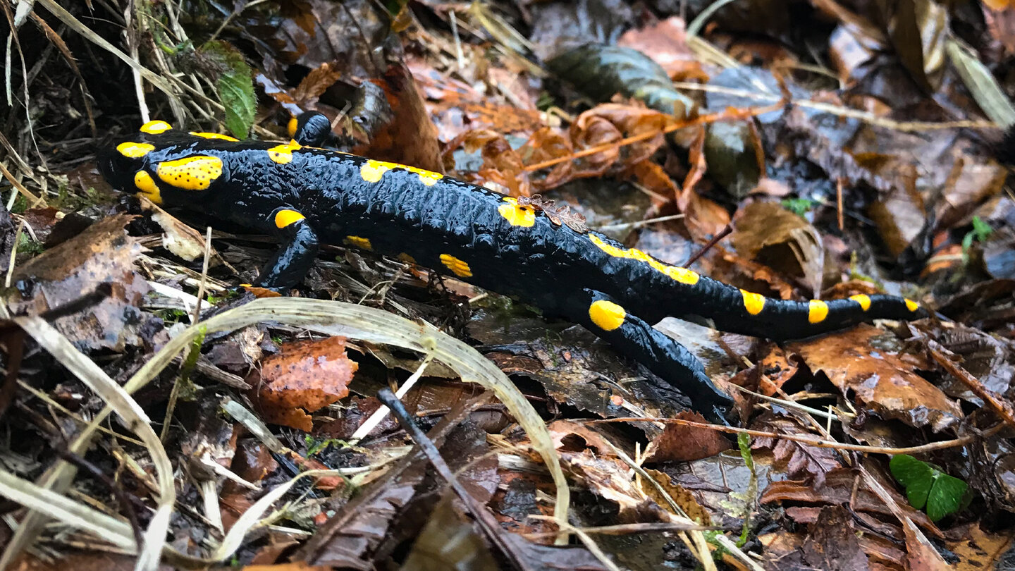 ein Feuersalamander am Wegesrand Feuersalamander am Wegesrand