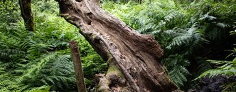 ausgehöhlter Baumstamm am Bachlauf des El Cedro