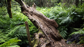 ausgehöhlter Baumstamm am Bachlauf des El Cedro