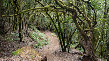 Wanderung entlang der Ruta 11 durch den Lorbeerwald