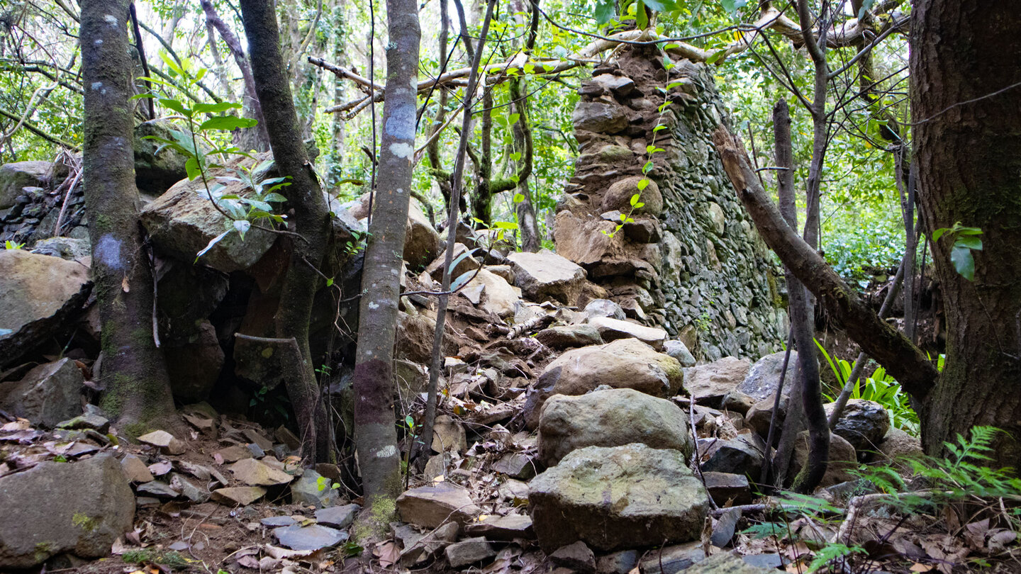 Ruinen im Lorbeerwald nahe der Siedlung El Cedro