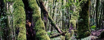 dicht bemooste Bäume im Lorbeerwald