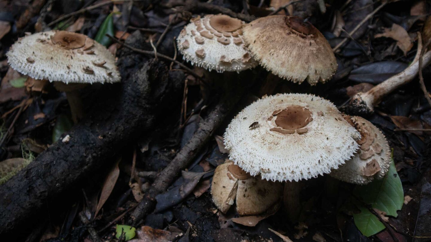 Pilze auf feuchtem Waldboden