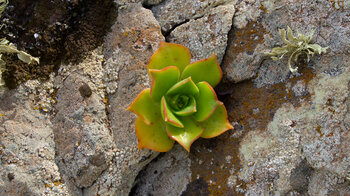 Aeoniumpflanze in einem Felsspalt
