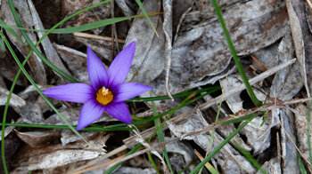 Blüte des Kanaren-Scheinkrokus (Romulea grandiscapa)