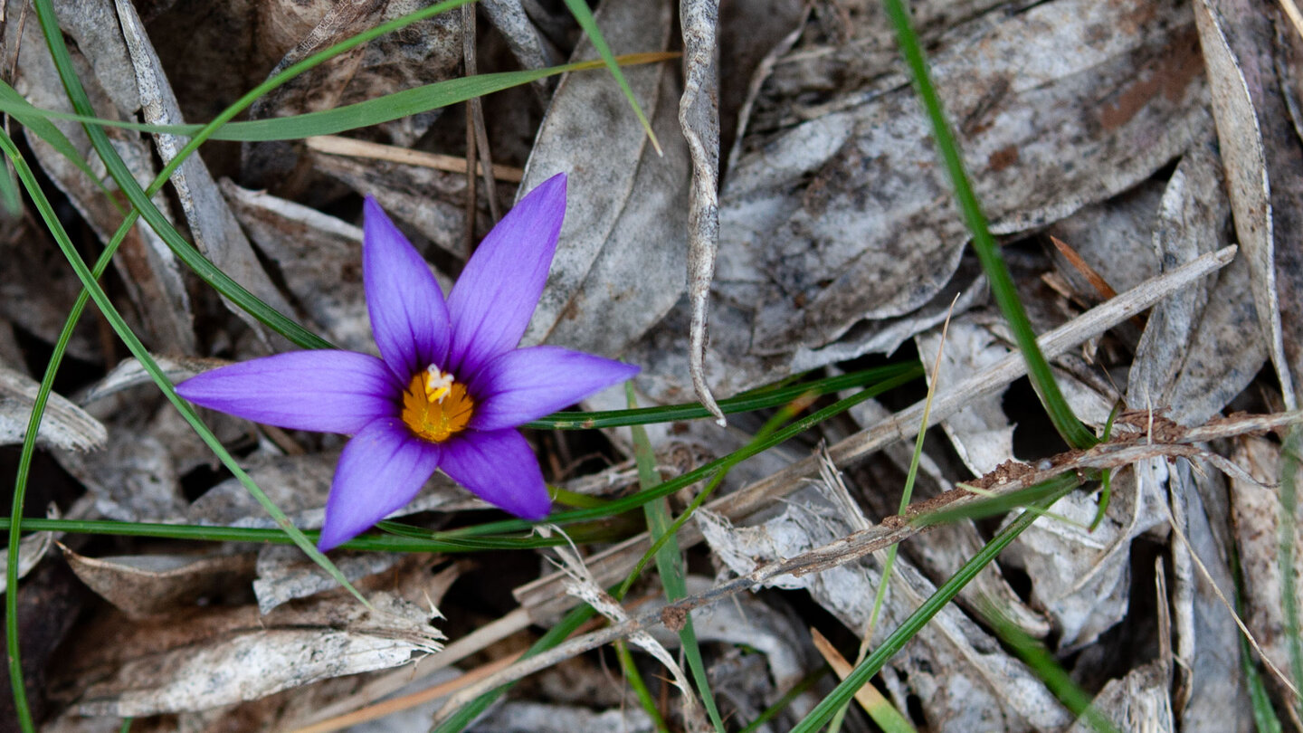 Blüte des Kanaren-Scheinkrokus (Romulea grandiscapa)