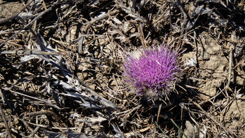 leuchtende Farbe des Gummi-Spindelkraut
