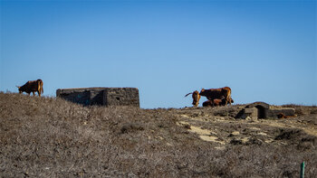 weidende Rinder auf dem Wanderweg Colada del Camino bei Tarifa
