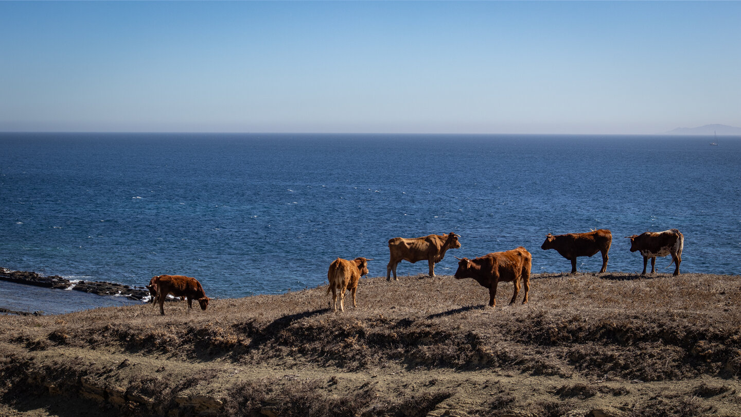 die roten Rinder Andalusiens am Wegesrand des Colada del Camino