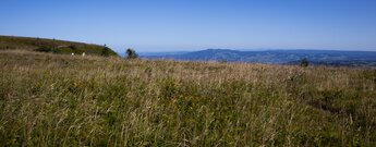 Wiesenlandschaft auf dem Feldberg