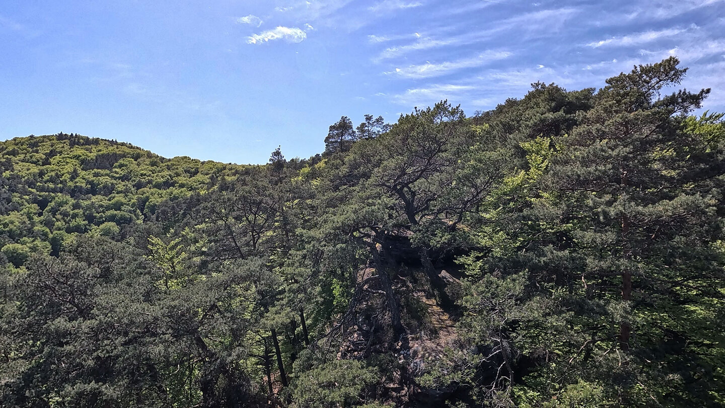 Blick übers Buntsandsteinriff des Lanzenfahrterfels im Pfälzerwald