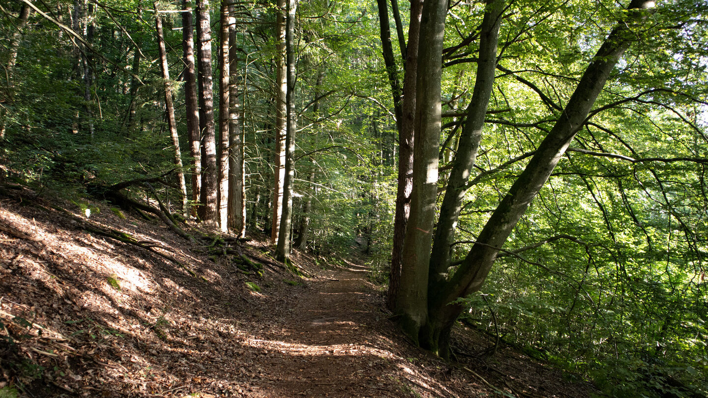 Wanderweg durchs Naturschutzgebiet Zeppelinhalde bei Nothweiler