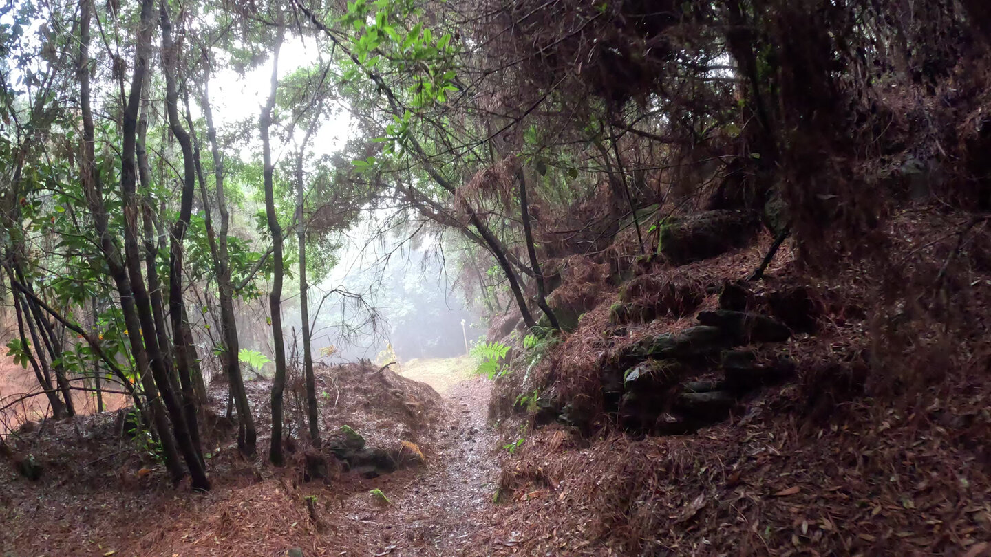 Übergangszone zwischen Kiefern- und Lorbeerwald am Wanderweg PR-LP 8 auf La Palma