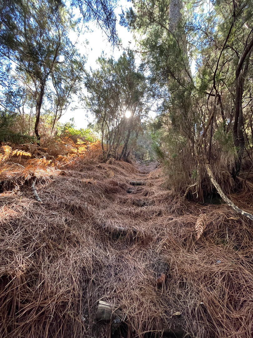 Stufen am PR-LP 8 auf La Palma